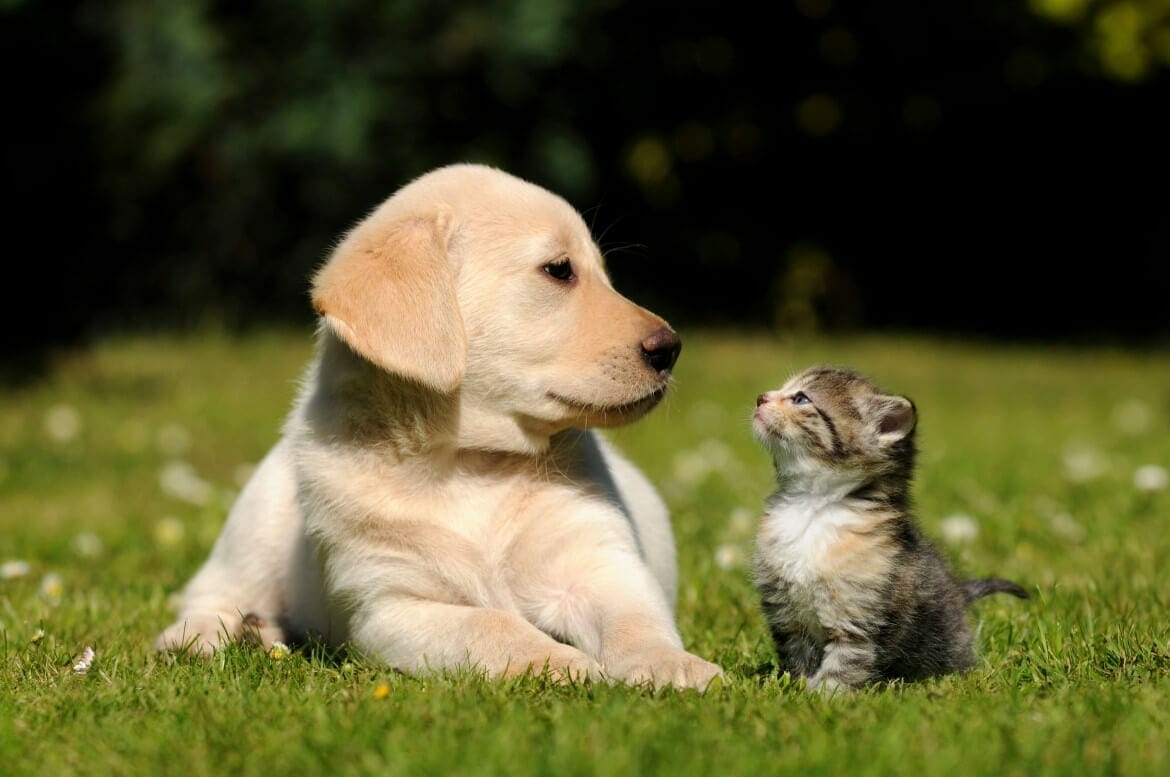 Dog Lovers Vs Cat Lovers PIA