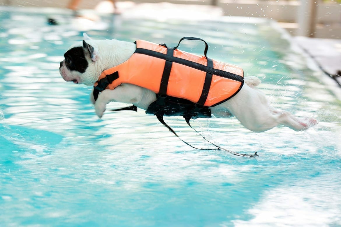 Water Safety for Dogs