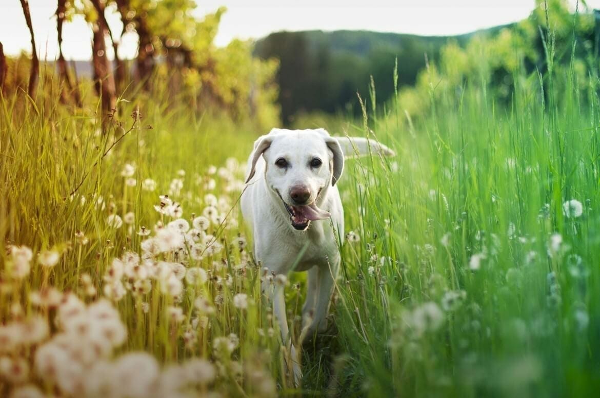 long grass seeds and pets