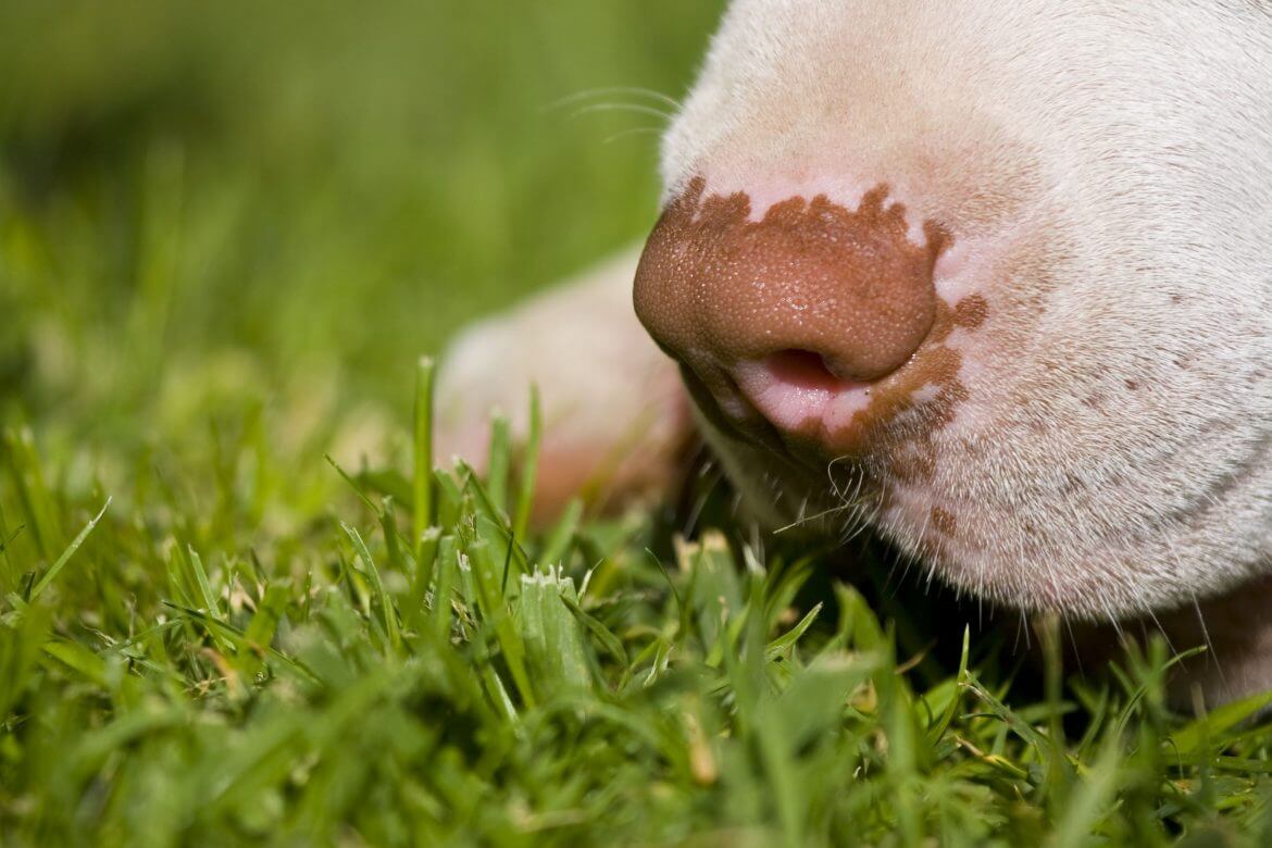 how dogs can smell out disease