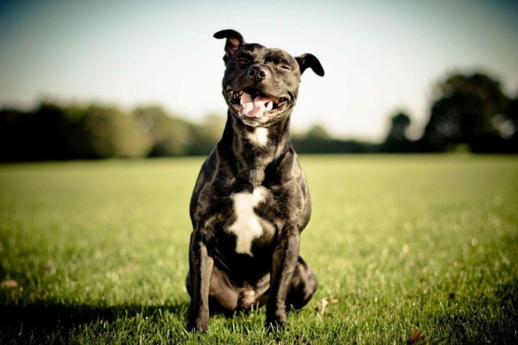 A WELL MANNERED DOG PIA