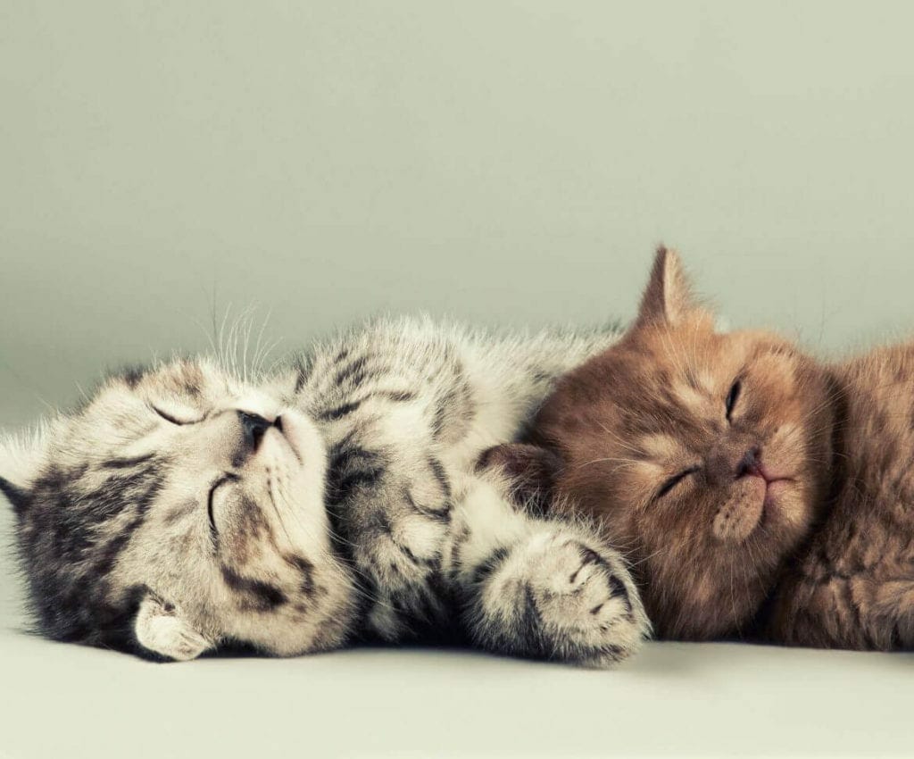 Two Kittens or One? PIA