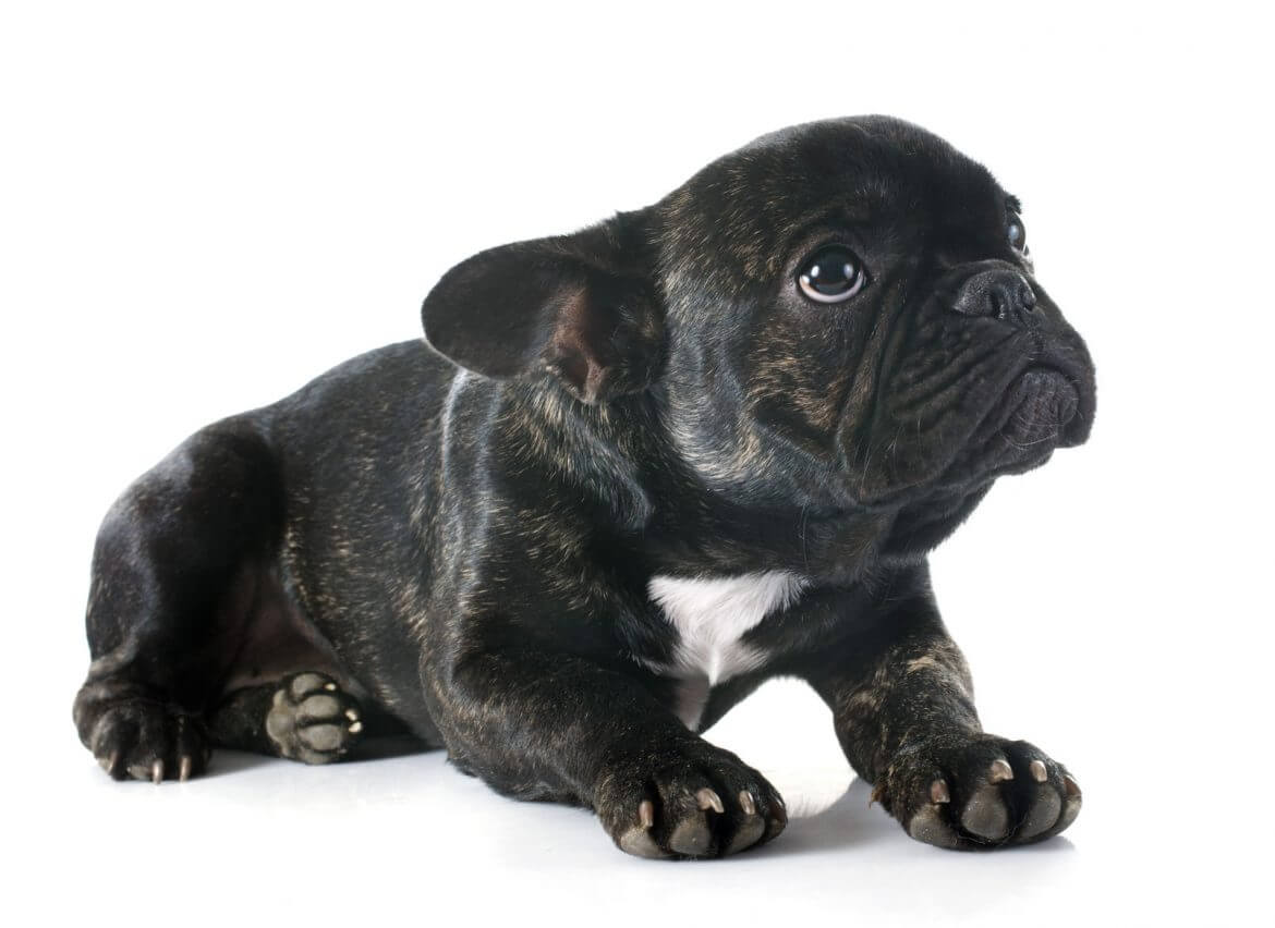 Dog anxiety disorder