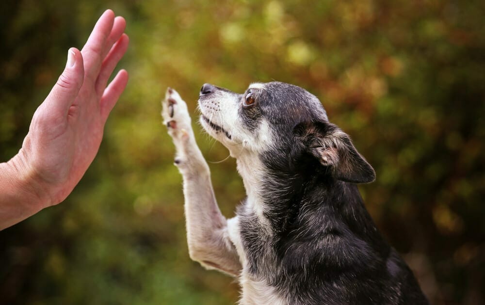 Exercising Your Older Dog