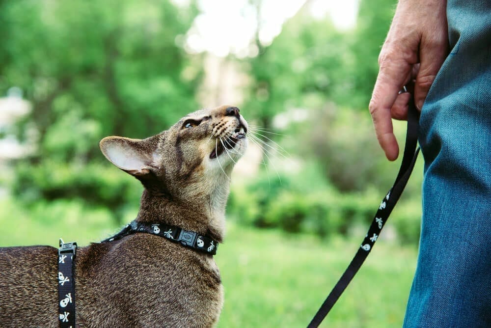 Training pets