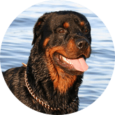 Rottweiler pet insurance