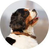 King Cavalier pet insurance