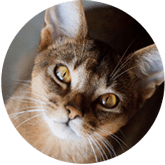 Abyssinian cat insurance Australia