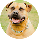 American Staffordshire per insurance