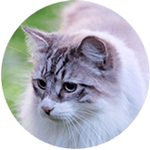 Birman cat insurance Australia
