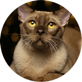 Burmese cat insurance Australia