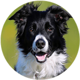 Border Collie pet insurance