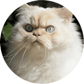 Himalyan cat insurance Australia