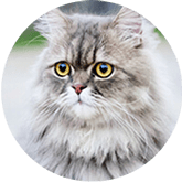 Persian cat insurance Australia