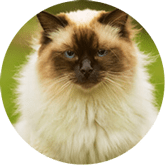 Ragdoll cat insurance Australia