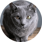 Russian Blue cat insurance Australia