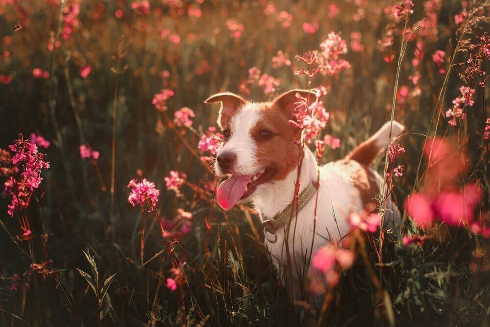 seasonal allergies in pets