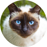 Siamese cat insurance Australia
