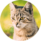 Tabby cat insurance Australia