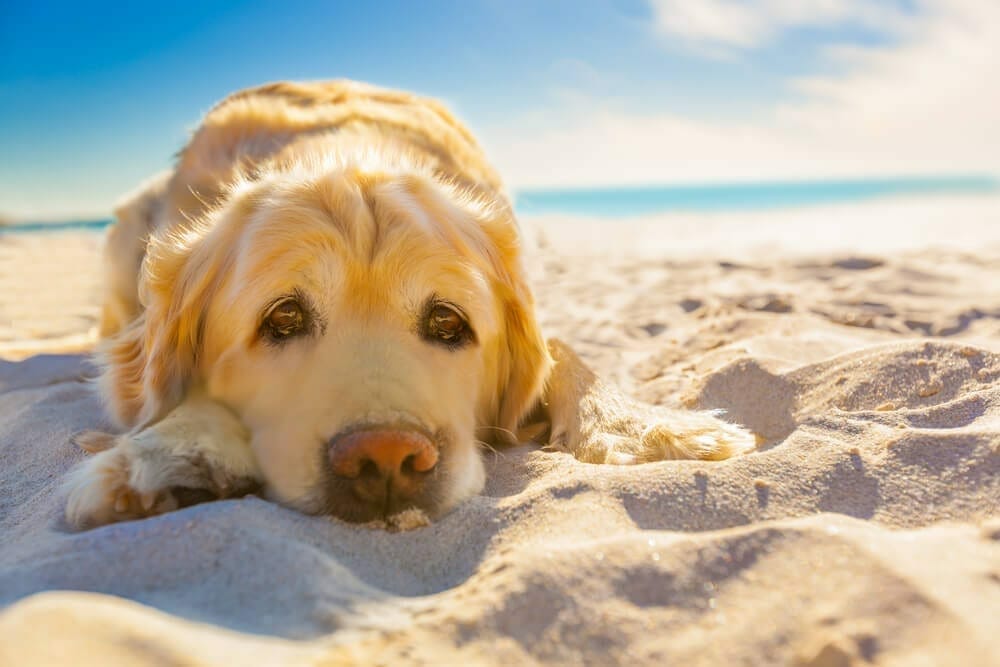 SKIN CANCER AND PETS