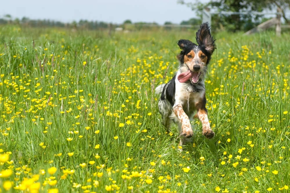 pets suffer from skin conditions