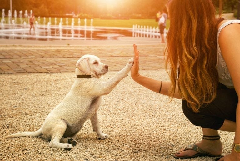 labrador puppy checklist labrador puppy checklist