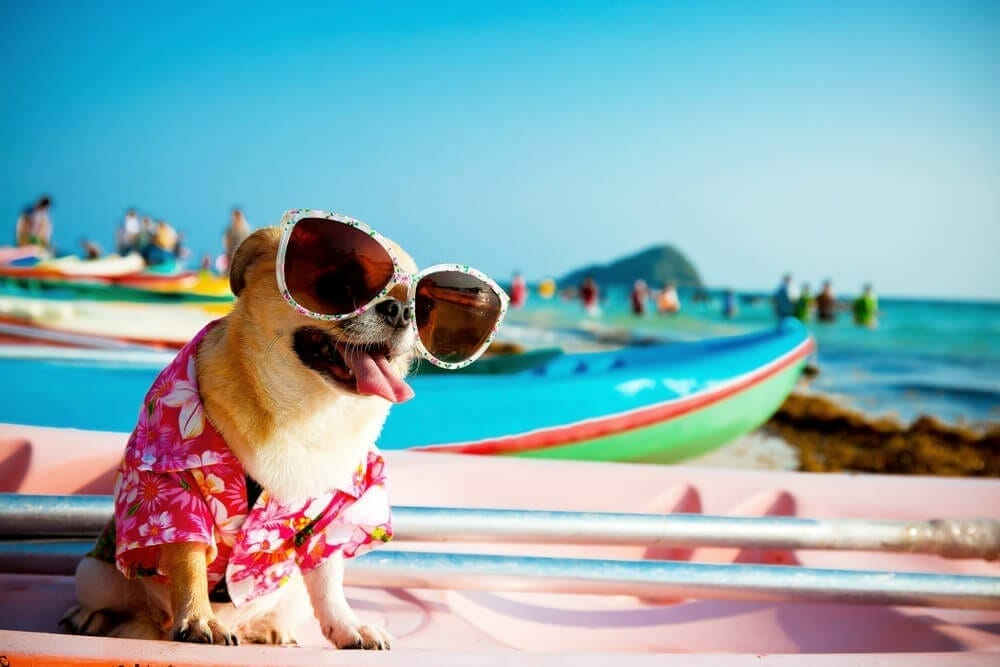 summer tips for pets