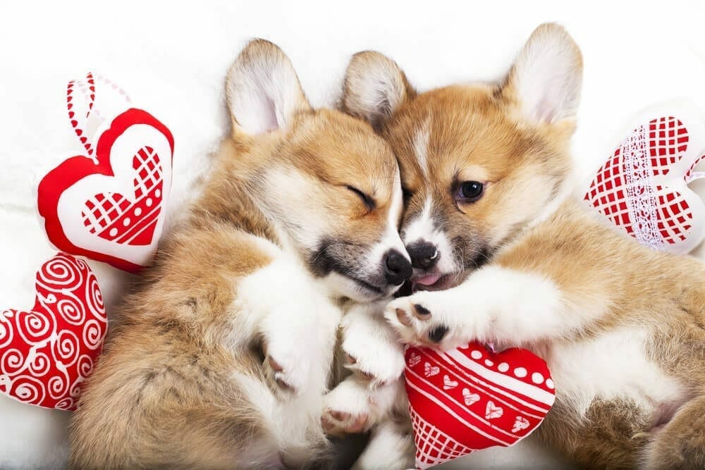 Valentines ‘gifts’ posing problems in our pets