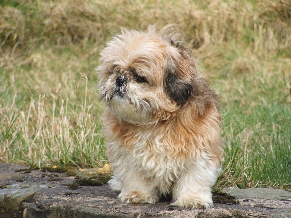 shih tzu dog in the park