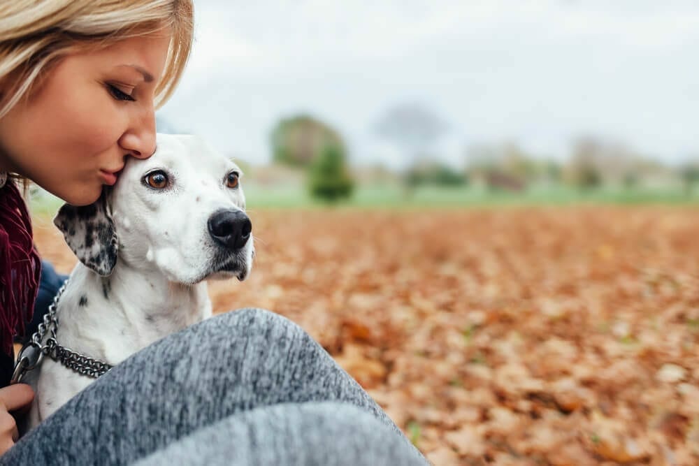 Arthritis Treatment for Dogs In Australia