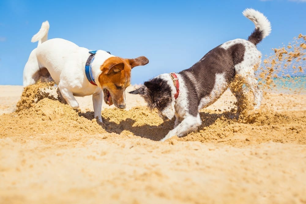 Digging dogs