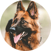German Shepherd pet insurance