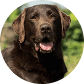 Dog pet insurance Labrador