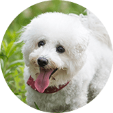 Poodle pet insurance