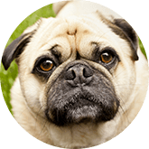 Pug pet insurance