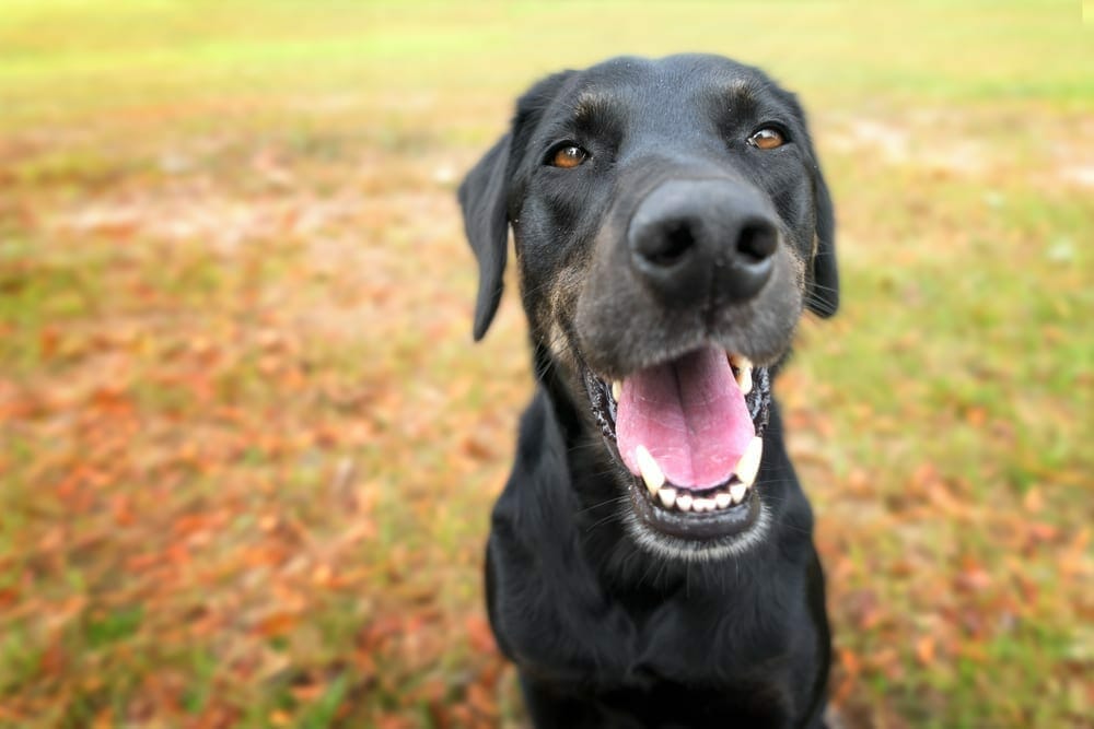 pet’s teeth