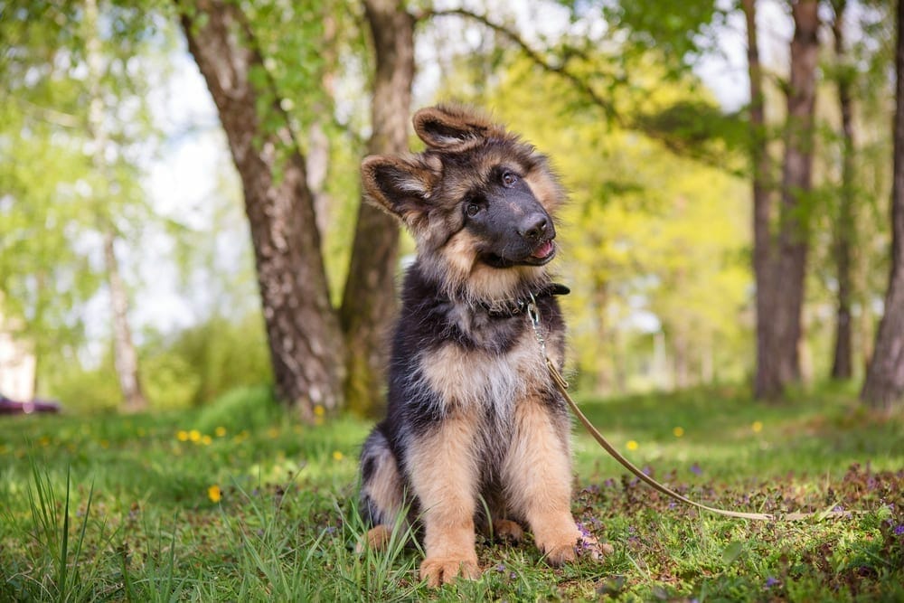 Puppy-Preschool