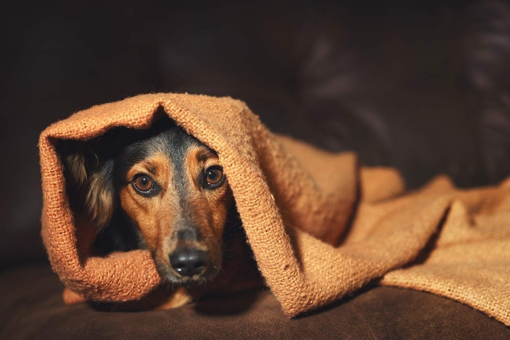 anxiety disorder in pets