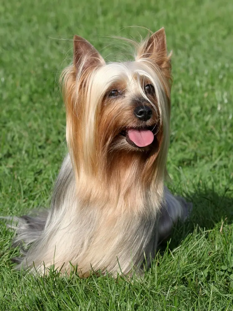 Australian Silky Terrier min