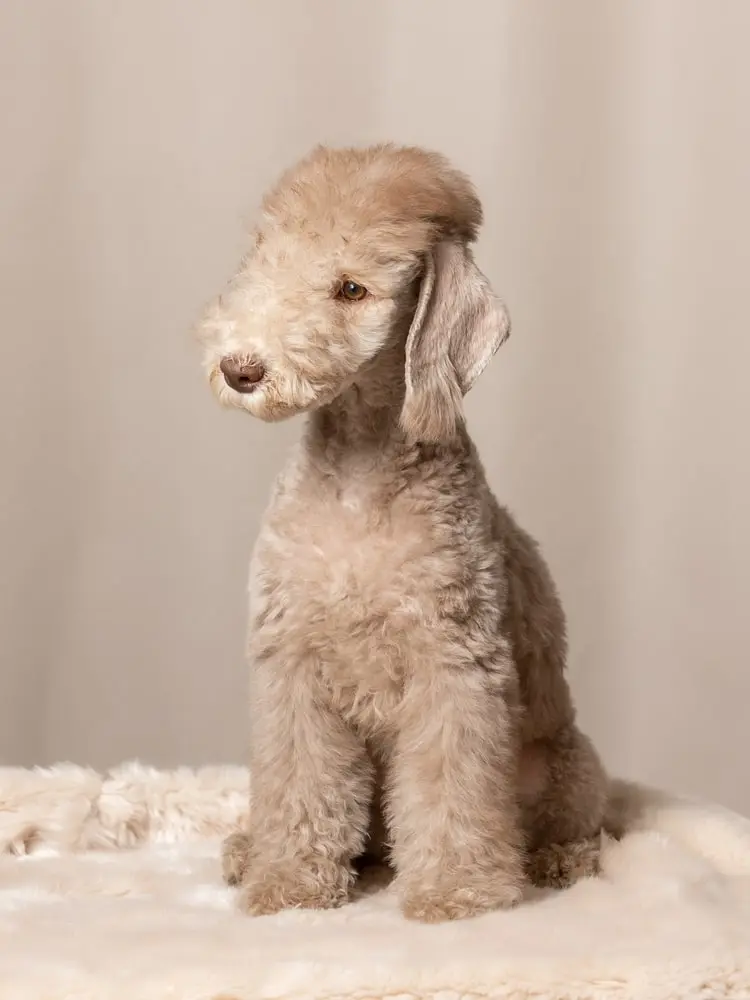 Bedlington Terrier min