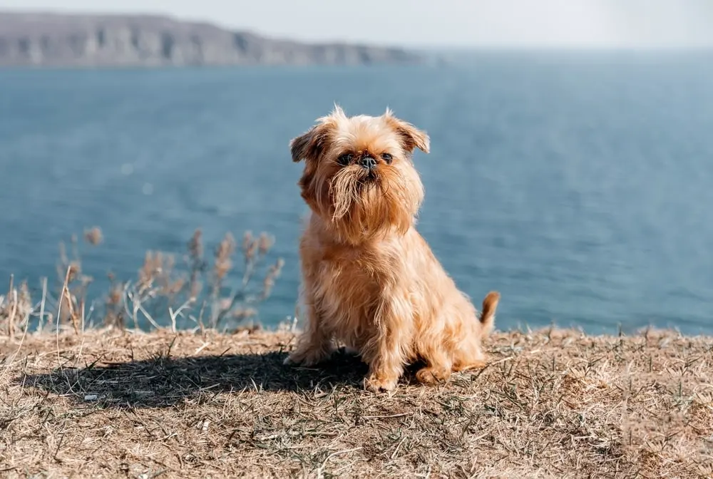 Brussels Griffon min