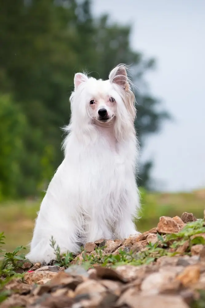Chinese Crested min