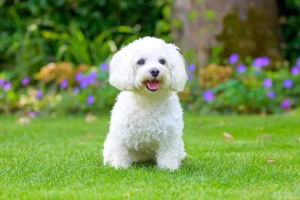 Havanese min