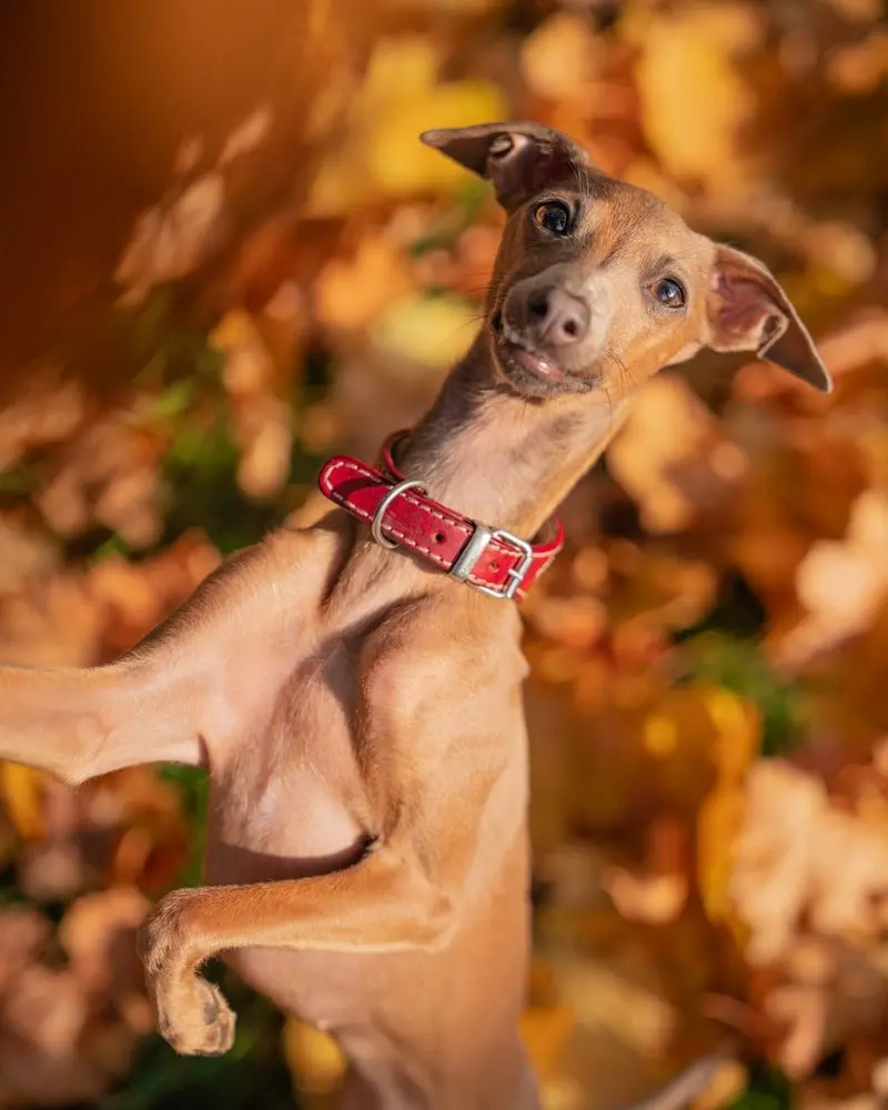 Italian Greyhound min