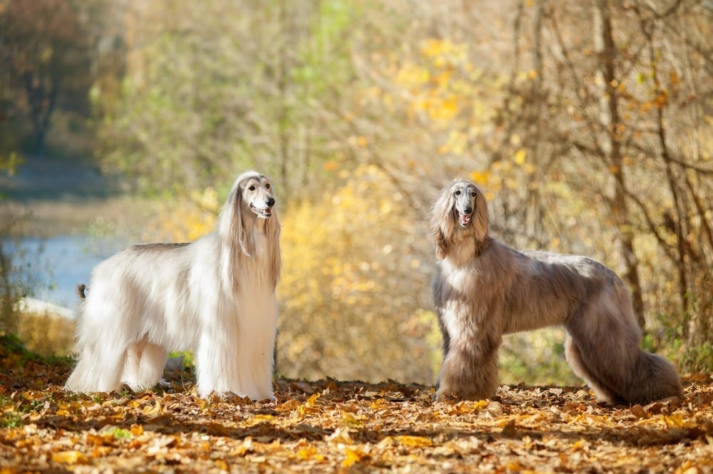 large low-shedding dog breeds