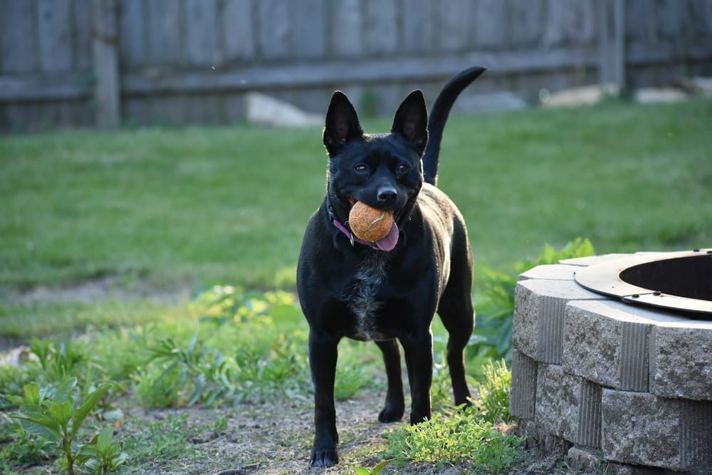 low shedding dogs for families