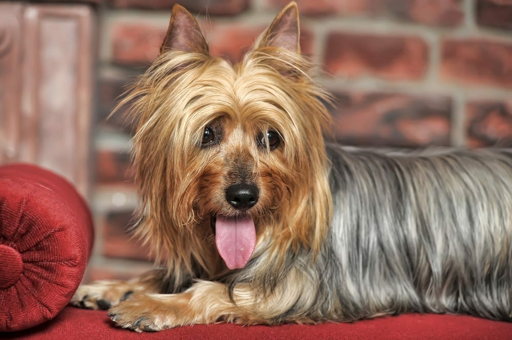 small low-shedding dog breeds