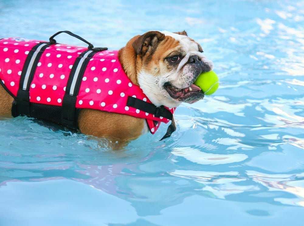 doggy shirts and dresses