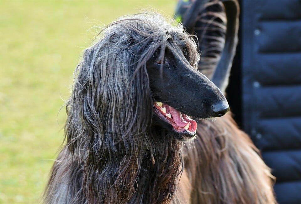 Afghan Hounds are a large low shedding dog breed