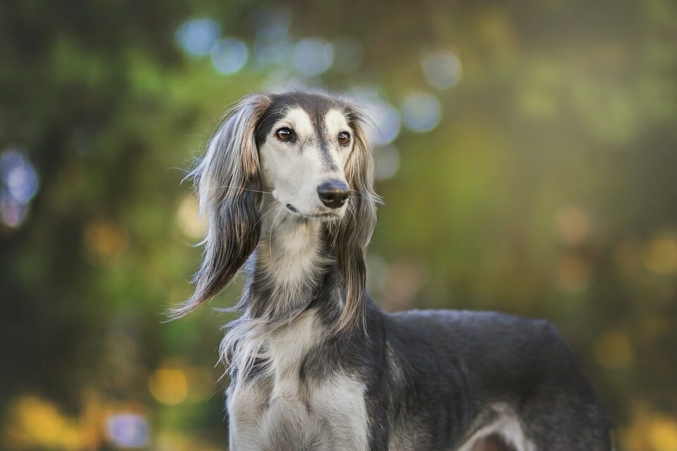 Saluki - large dogs that do not shed